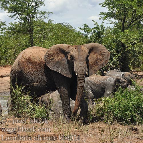 Loxodonta africana bb6074