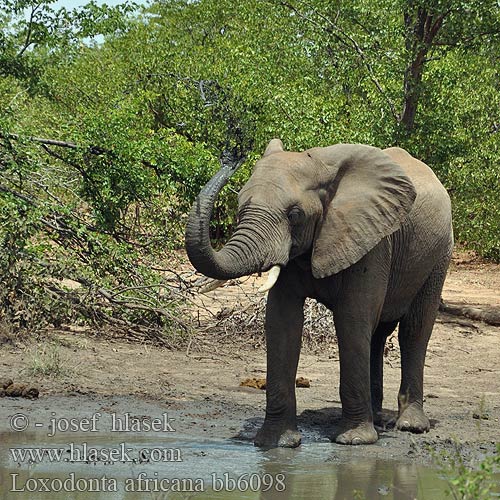 Loxodonta africana bb6098