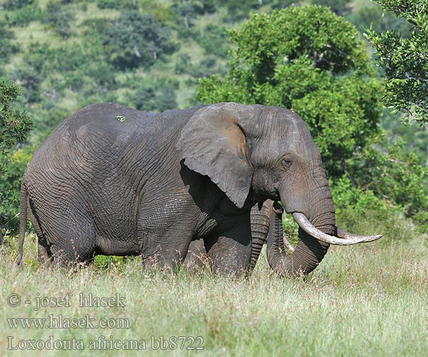 Loxodonta africana bb8722