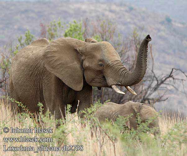 Loxodonta africana db2798