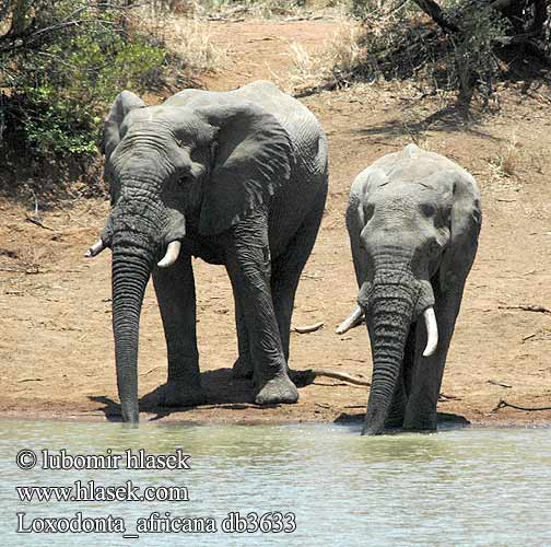 Loxodonta africana db3633