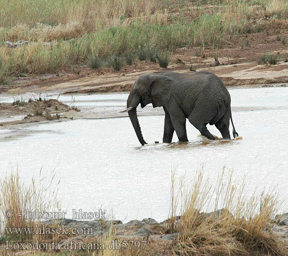 Slon africký Afrikansk skogselefant Savanna olifant