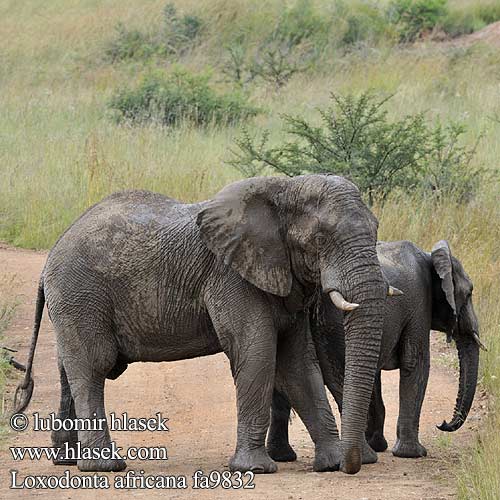 Loxodonta africana fa9832