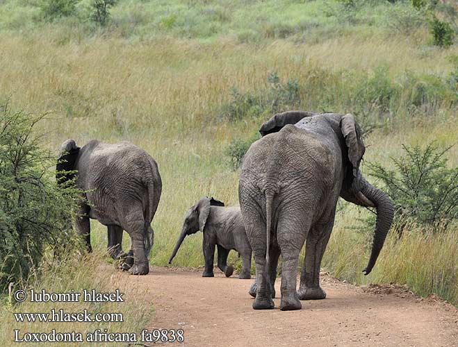 Loxodonta africana fa9838