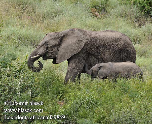 Loxodonta africana fa9869