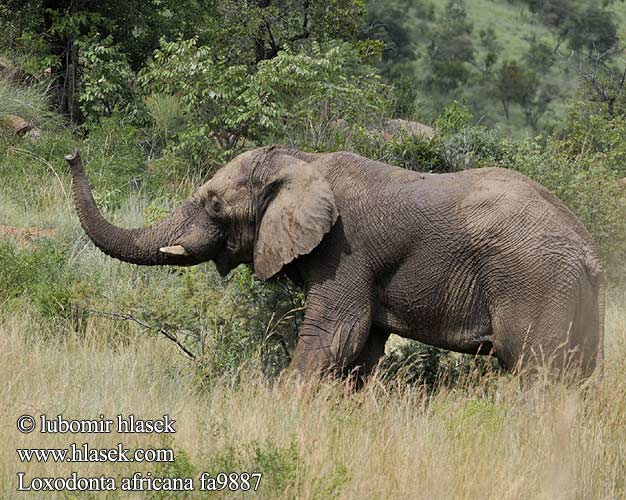 Loxodonta africana fa9887