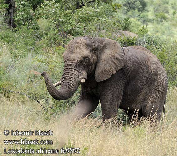 Loxodonta africana fa9892