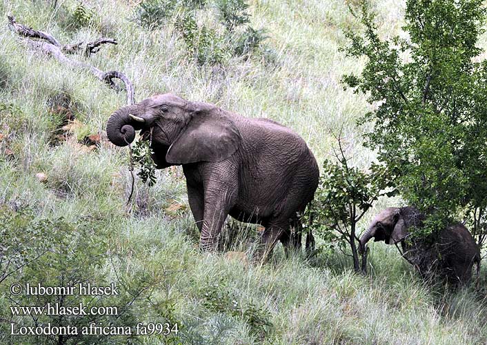 Savanna olifant Afrika savana fili Африкански