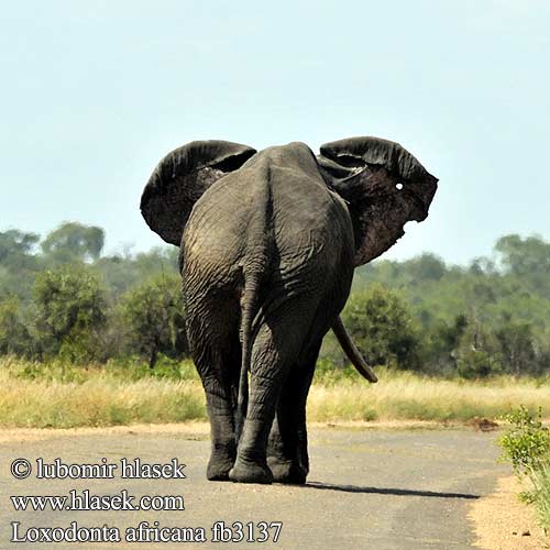 Африкански слон Elefant afric