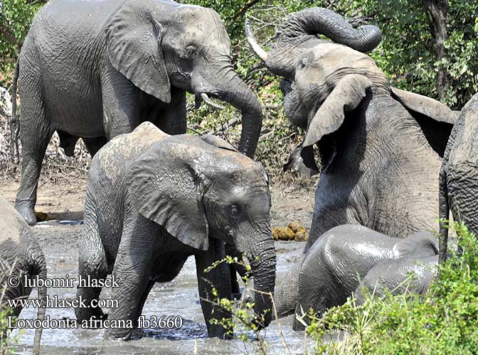 Loxodonta africana fb3660