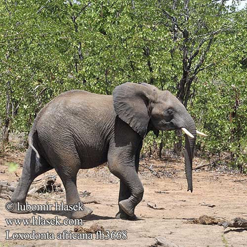 Loxodonta africana fb3668