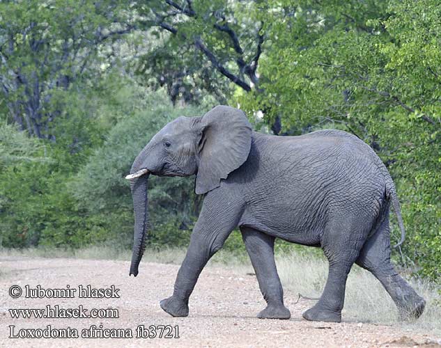 Afrički slon פיל סוואנה אפריקני