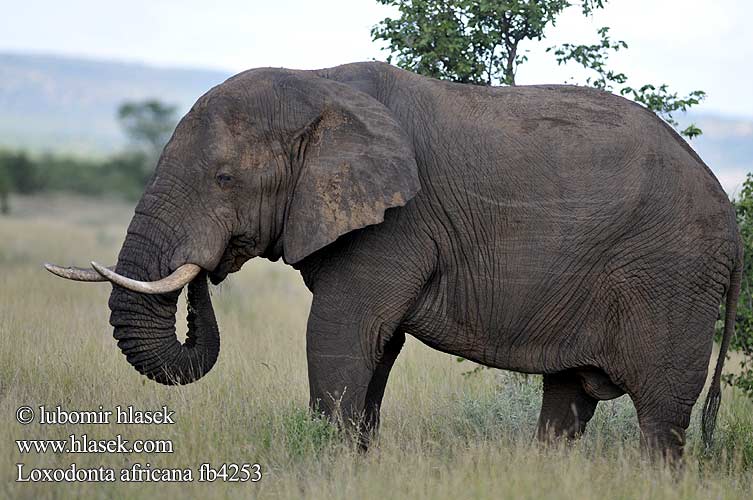 Loxodonta africana fb4253