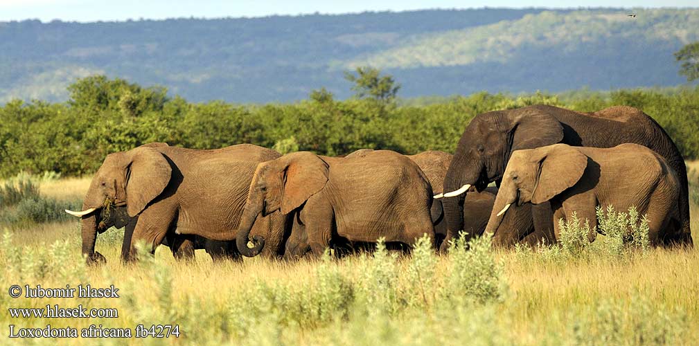 Loxodonta africana fb4274