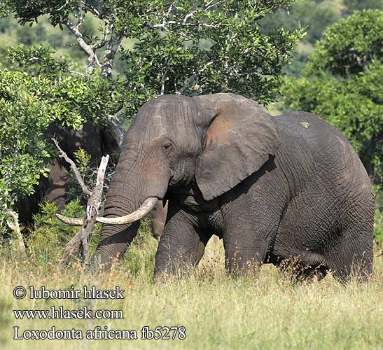 Slon stepny Slon africký Afrikansk skogselefant