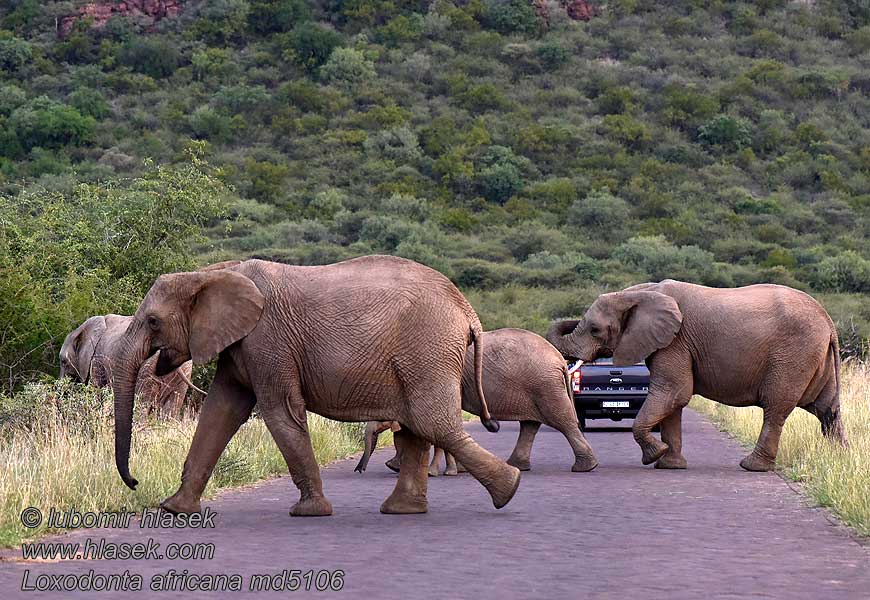 Loxodonta_africana_md5106