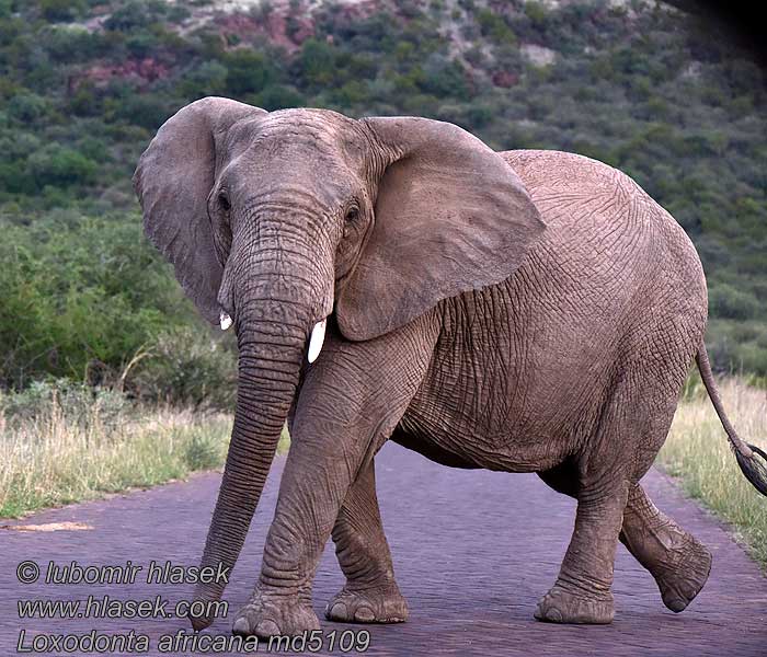 Afrikai elefánt Loxodonta africana