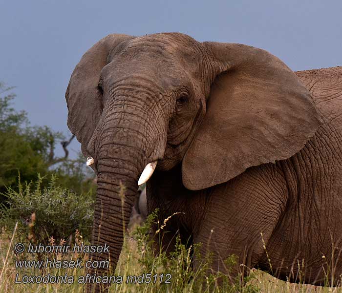 Afrikanischer Elefant Loxodonta africana