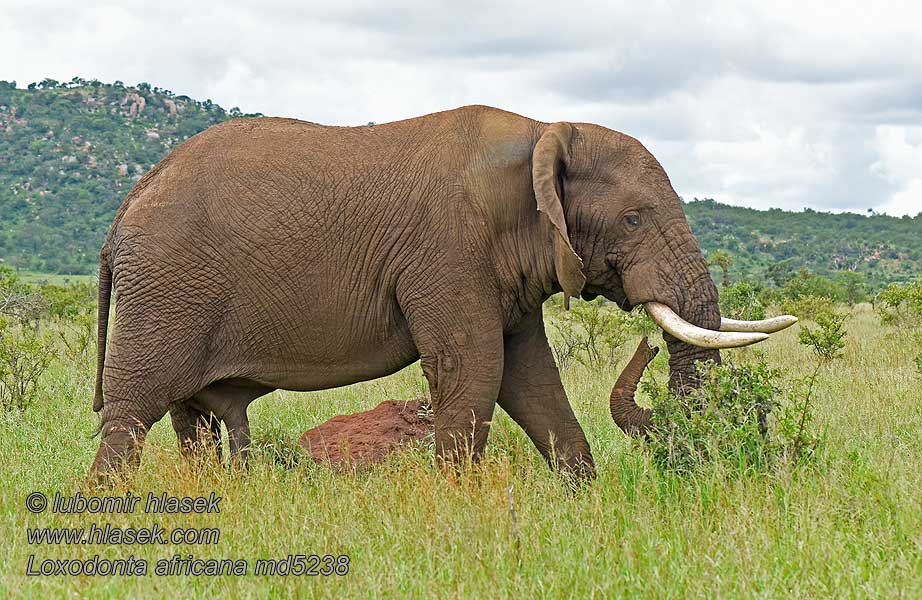 Loxodonta_africana_md5238