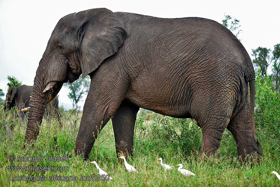 Loxodonta_africana_md5250