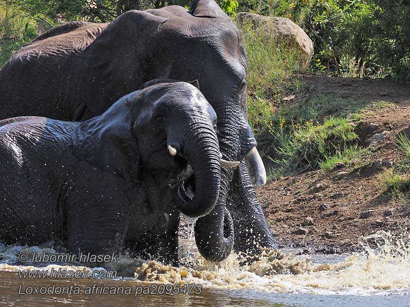 Afrikansk skogselefant Loxodonta africana