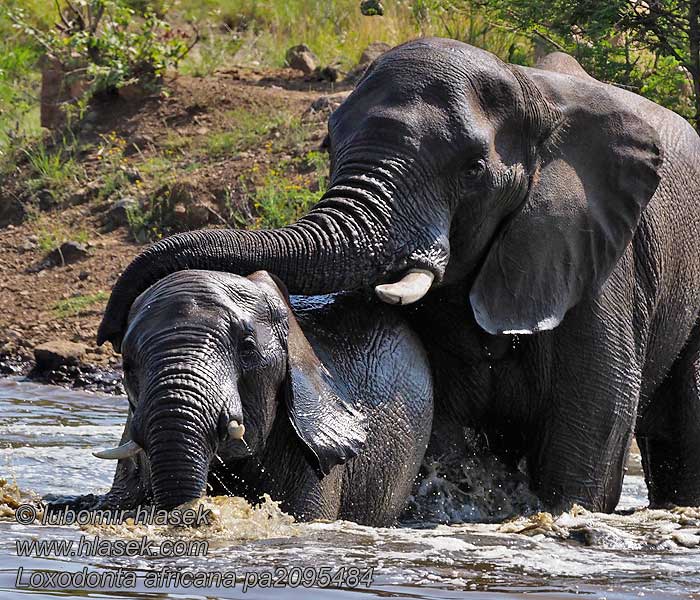 Savanna-olifant Loxodonta africana