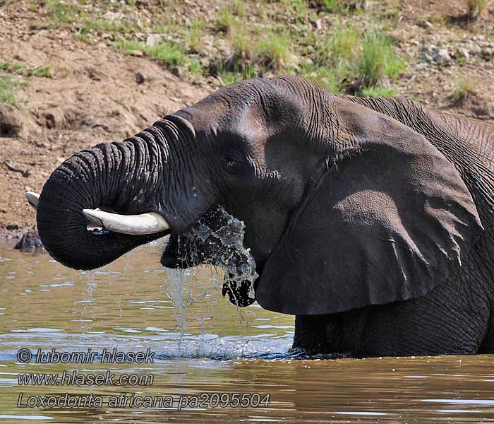 Afrika savana fili Loxodonta africana