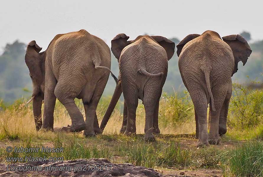 Африкански слон Loxodonta africana