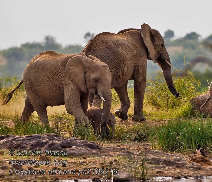 Elefant africà sabana Loxodonta africana