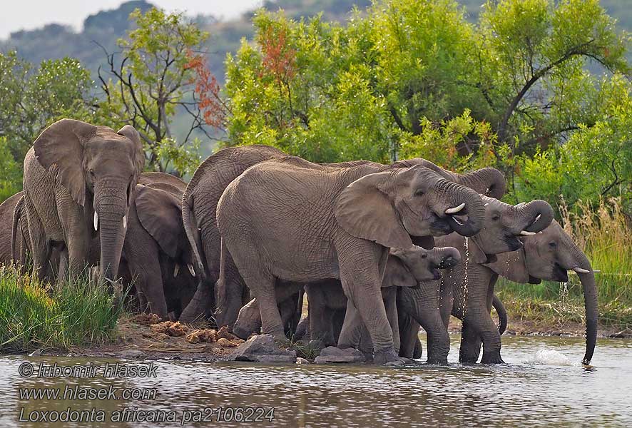 Aafrika elevant Loxodonta africana