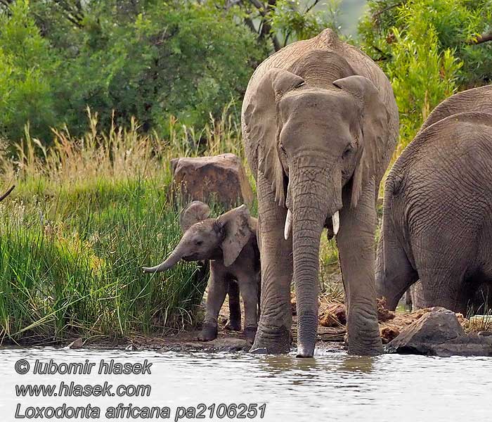 Afrikaanske Oaljefant Loxodonta africana