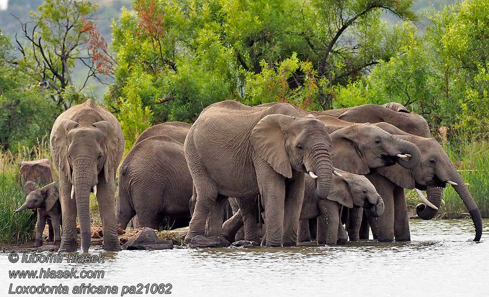 아프리카코끼리 Loxodonta africana