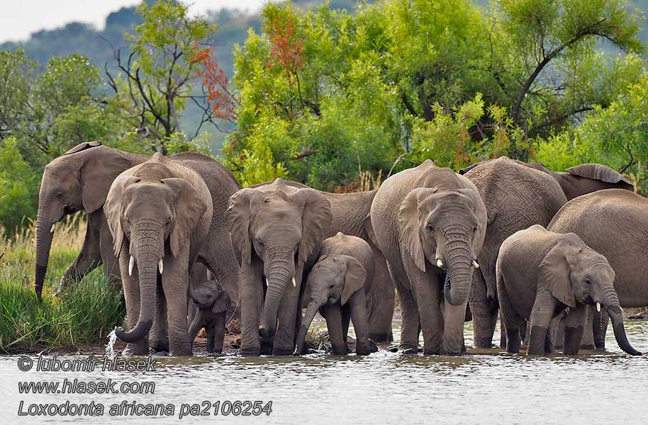 Afrički slon Loxodonta africana