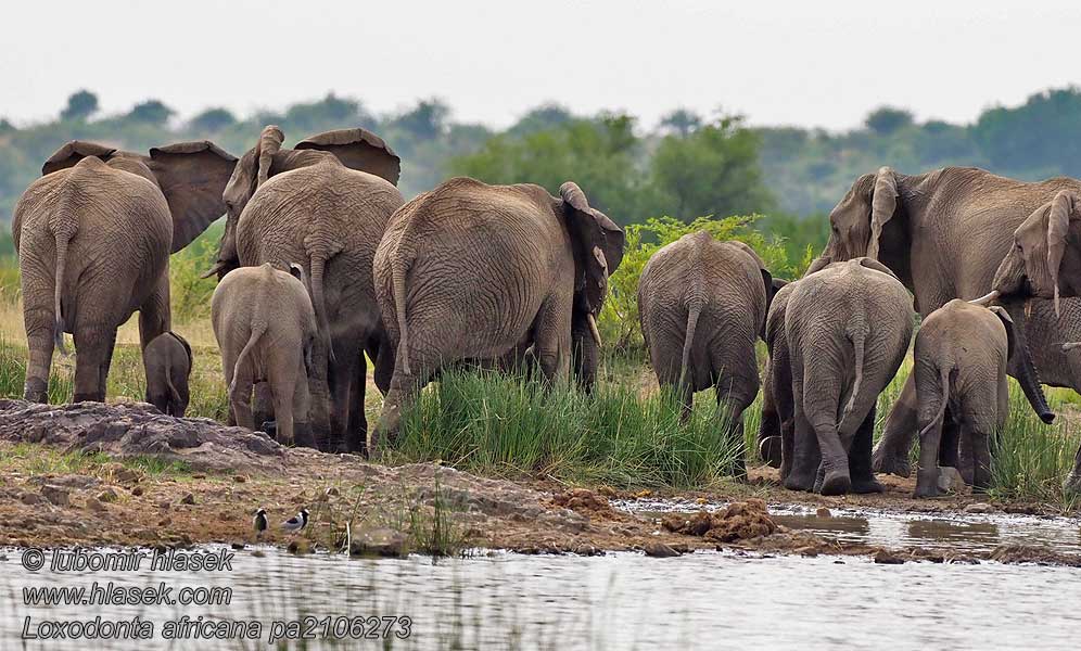 פיל סוואנה אפריקני Loxodonta africana