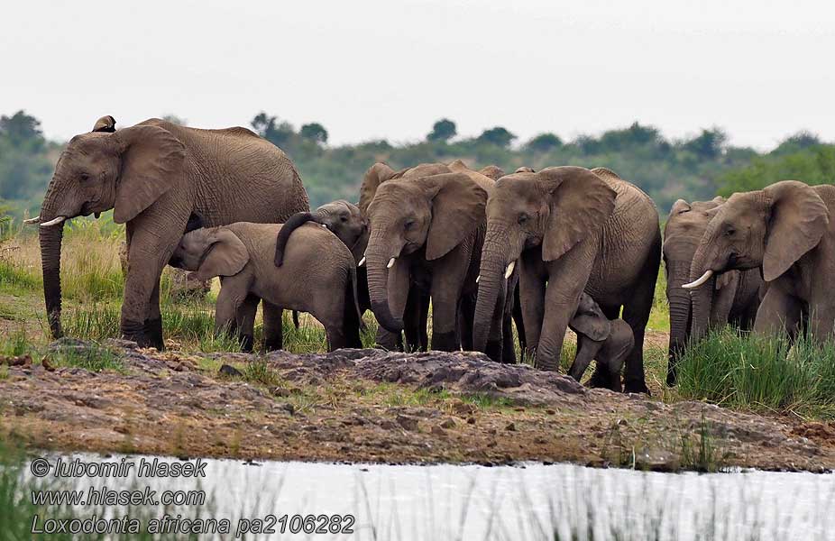 Afrikaneschen Elefant Loxodonta africana