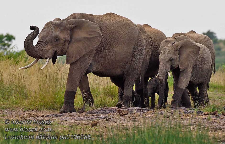 Savanneolifant Loxodonta africana