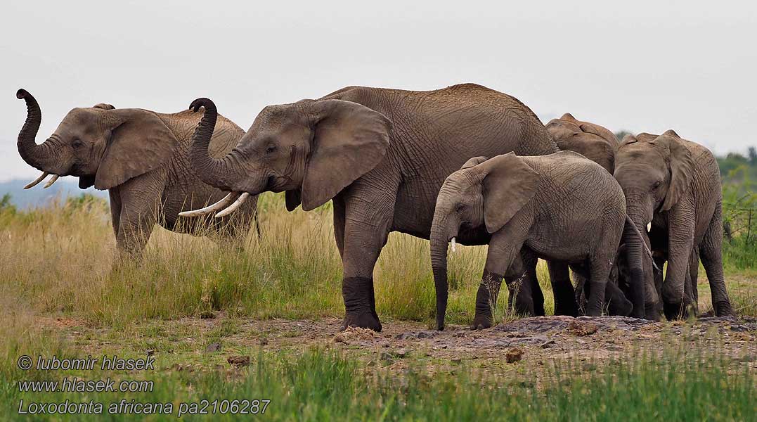 アフリカゾウ Loxodonta africana