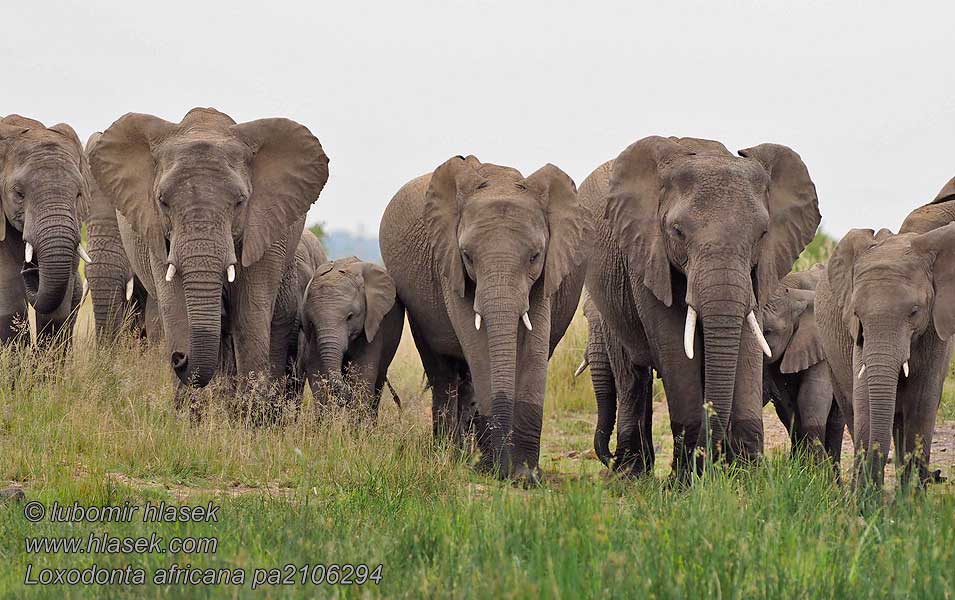 Afrikansk savanneelefant Loxodonta africana