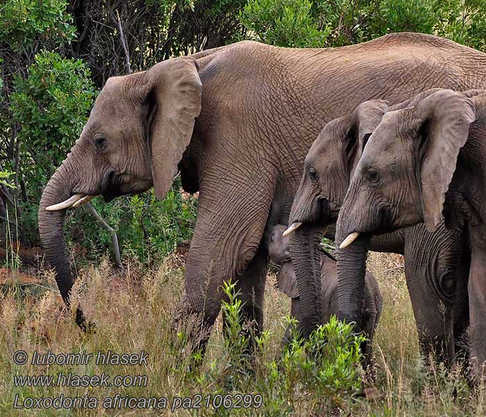 Саванновый африканский слон Loxodonta africana