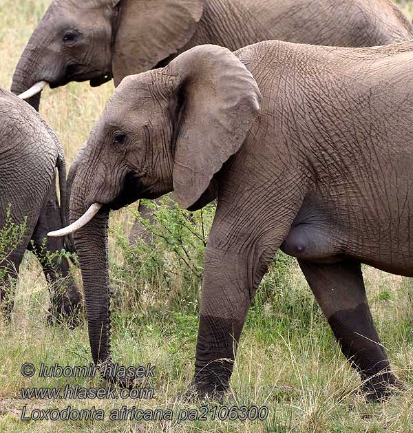 Афрички слон Loxodonta africana