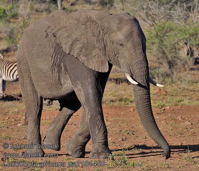 Loxodonta_africana_pa2181450