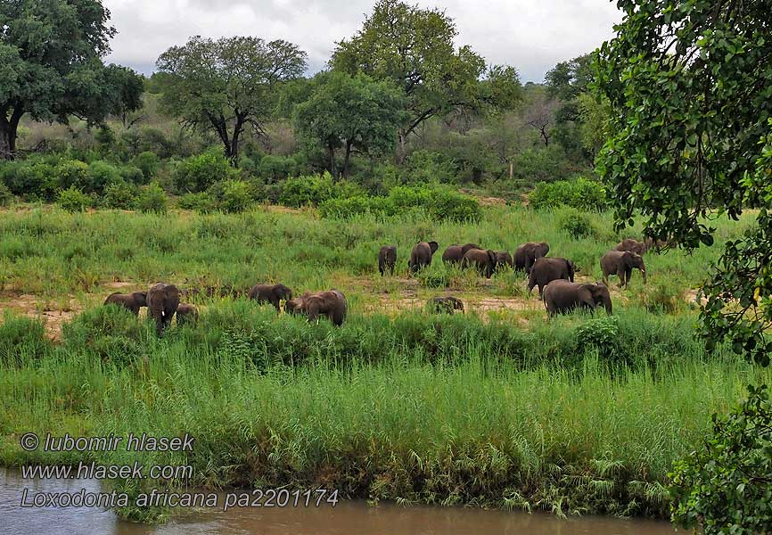 Loxodonta_africana_pa2201174