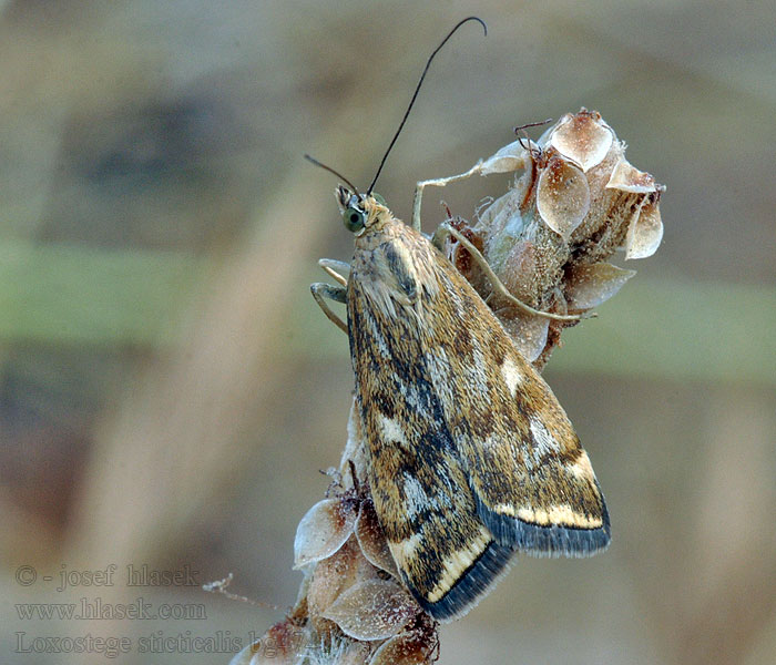 Loxostege sticticalis Beet Webworm