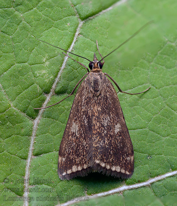 Loxostege sticticalis Zavíječ řepný Beet Webworm Vijačka repová Tisseuse betterave Muszkamoly