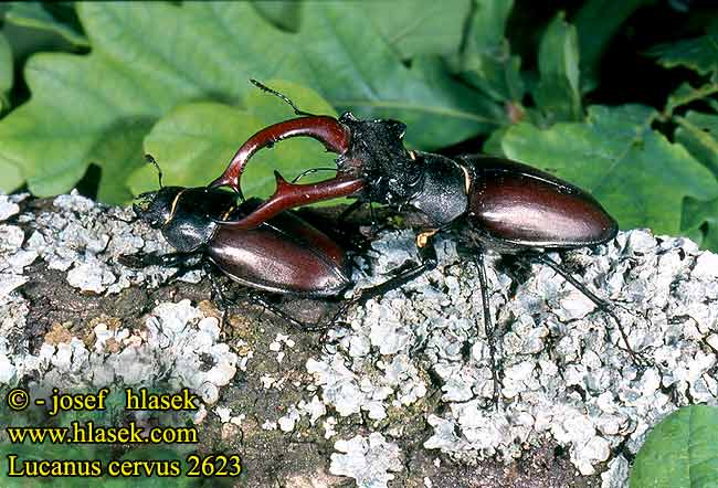 Lucanus cervus Eghjort lucane cerf-volant Vliegend hert Szarvasbogár Hirschkäfer