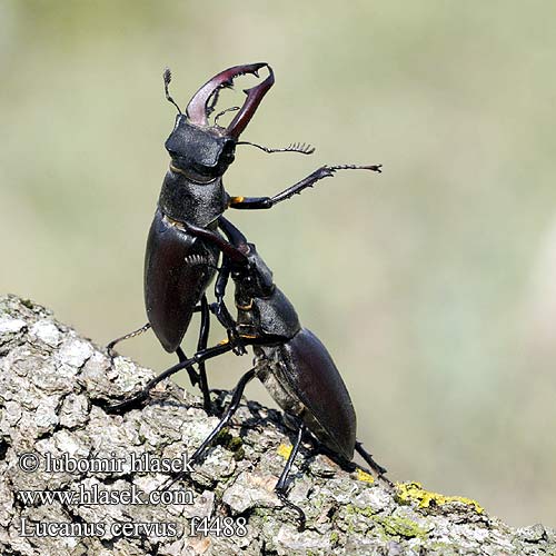 クワガタムシ Бръмбар рогач Paprastasis elniavabalis Lucanus cervus