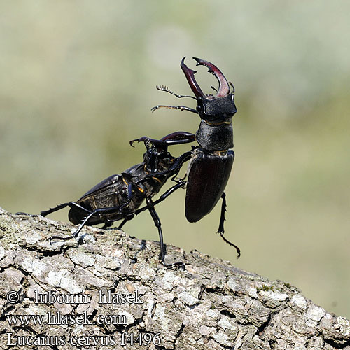 Lucanus cervus Eghjort Lucane cerf-volant Vliegend hert Szarvasbogár Hirschkäfer