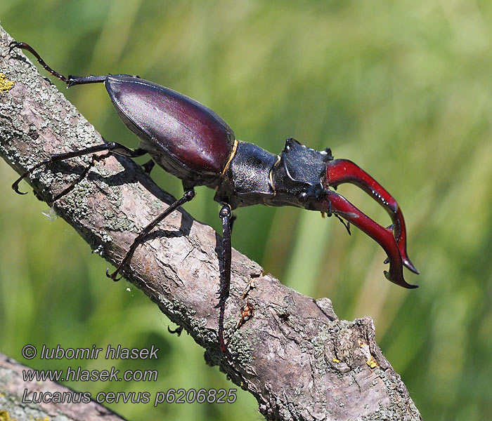 Lucanus cervus