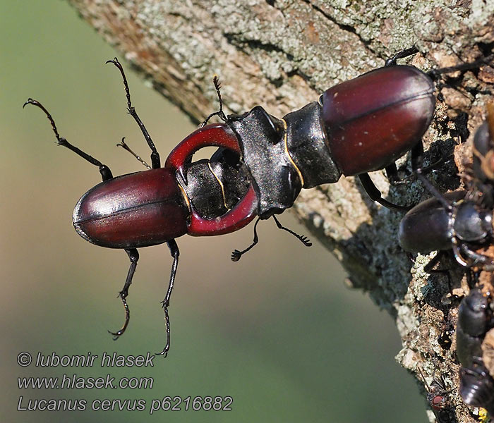 Lucanus cervus