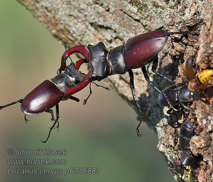 Lucanus cervus